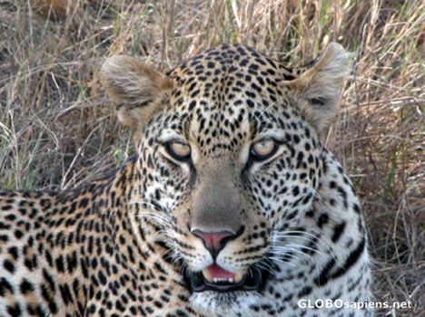 Postcard Great Leopard looking at me.