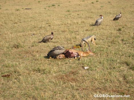 Postcard Masai Mara - Kenia