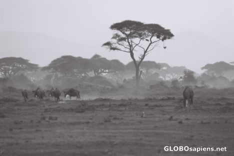 Postcard Amboseli Park