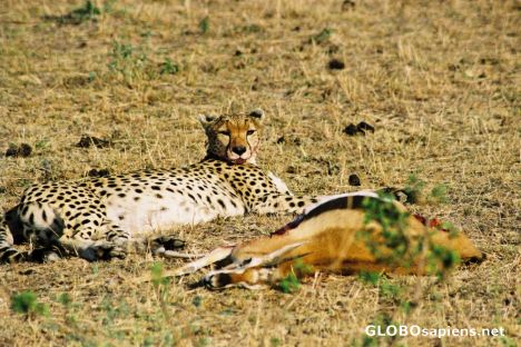 Postcard Masai Mara Park