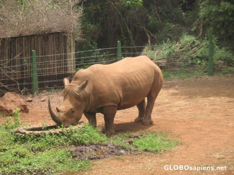 Postcard White Rhino
