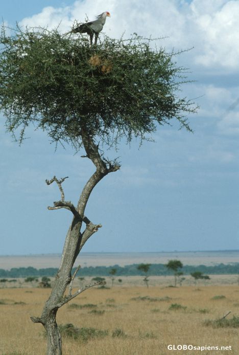 Postcard Bird on a tree