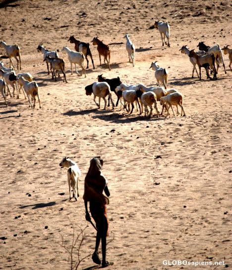 Postcard Samburu sheppered