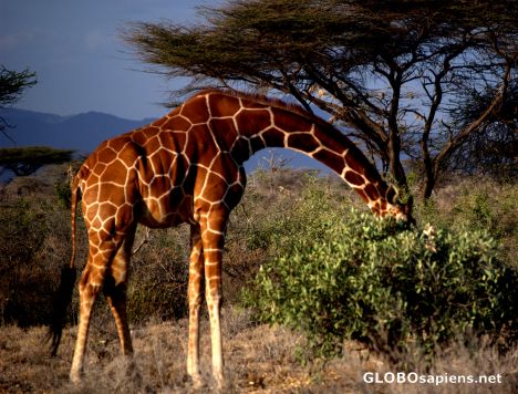 Postcard This what Lamarck did not consider
