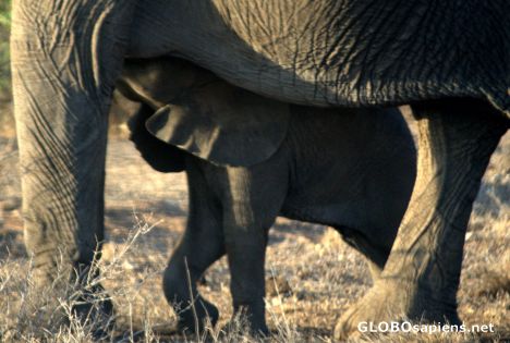 Postcard mammals
