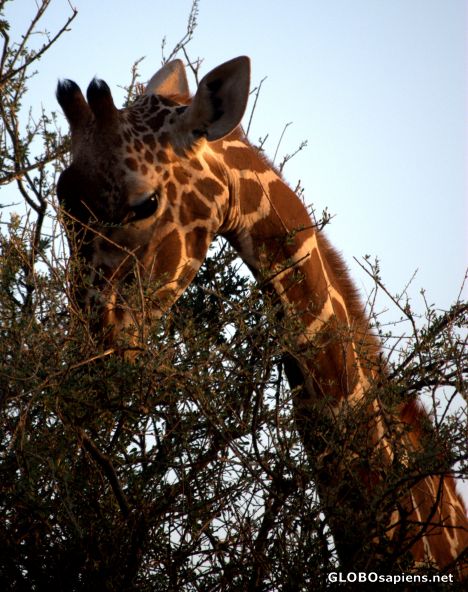 Postcard This is what Lamarck was thinking bout ...