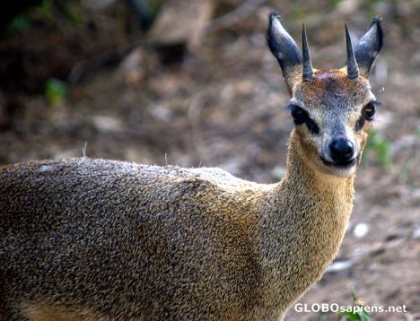 Postcard Dik Dik