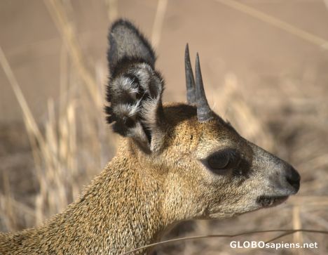 Postcard Dik Dik