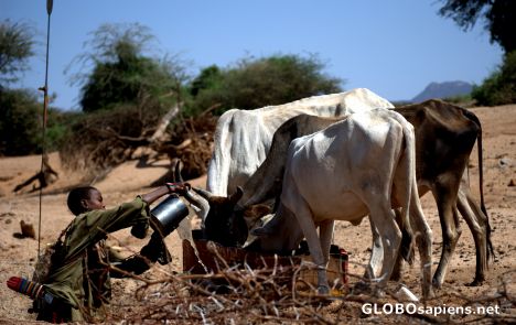 Postcard Watering the cows