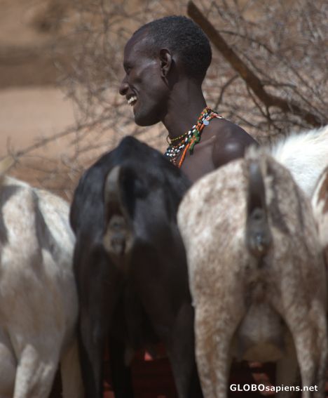 Postcard The man and his goats