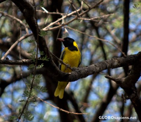 Postcard Male weaver bird