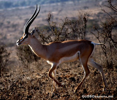Postcard Antelope