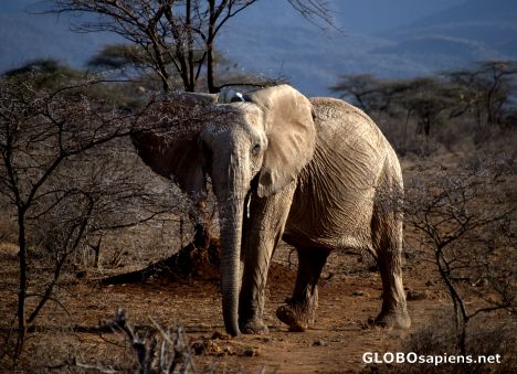 Postcard Elephant with a transmitor collar