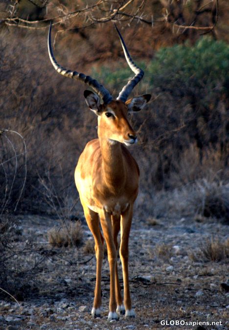 Postcard Male