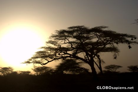 Postcard Acacia