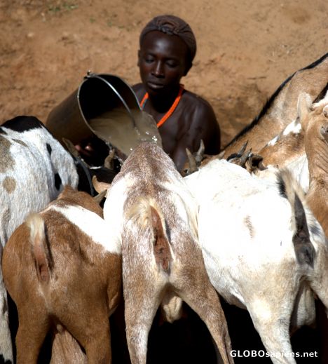 Postcard Watering goats