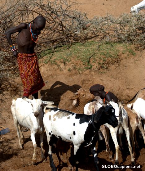 Postcard With the goats
