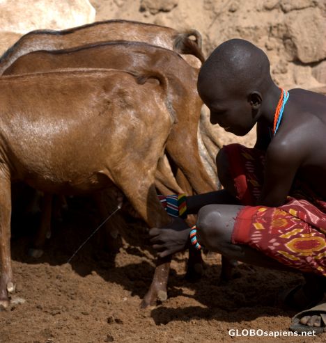 Postcard milking