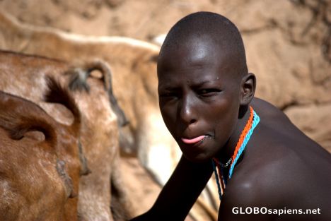 Postcard milking