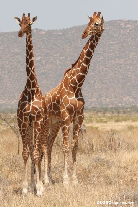 Postcard Giraffe, Masai Mara