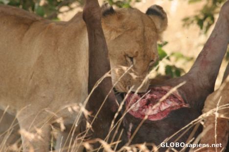 Postcard Lion feed.