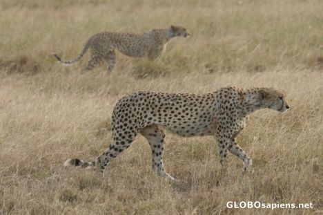 Postcard Cheetah