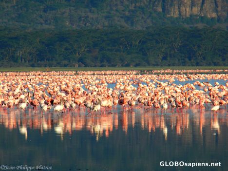 Postcard pink traffic jam on lake's shore