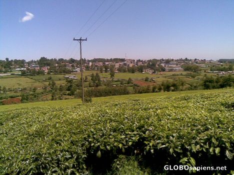 Postcard Kericho, Kenya