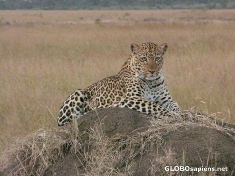 Postcard Masai Mara Leopard.