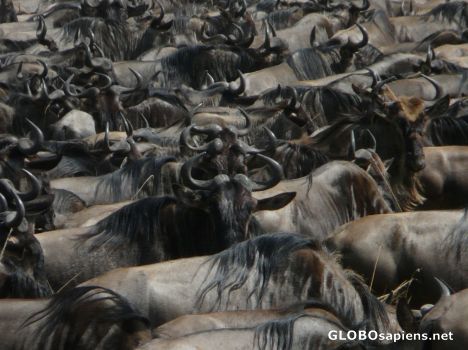 Masai Mara Migration.