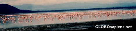 Postcard Flamingos on the lake