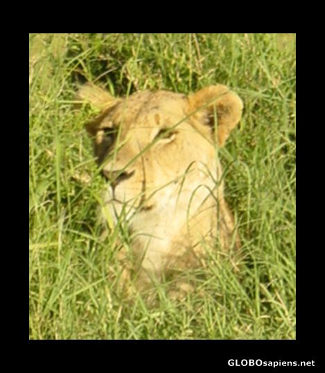 Postcard Lioness camouflaged