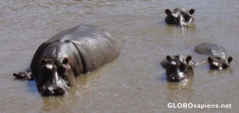 Postcard Hippopotamus