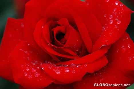 Postcard Rose