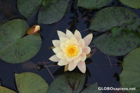 Postcard korean water lily