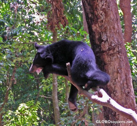 Postcard Bear
