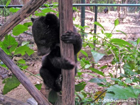 Postcard Baby Bear