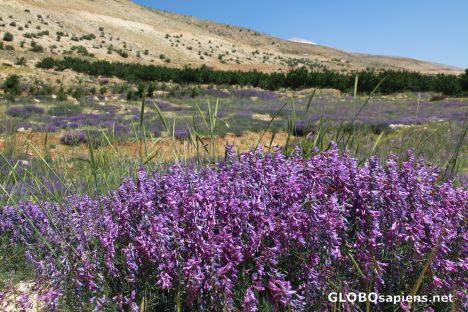 Postcard on the way to Baalbek