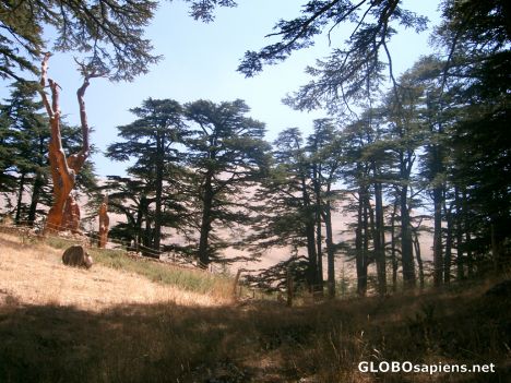 Postcard Lebanon cedars (Cédre de Liban)