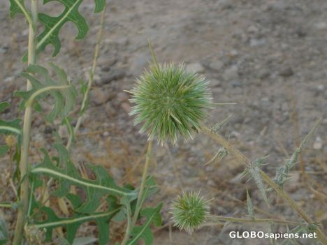 Postcard desert plants