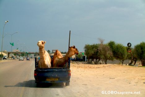 Postcard Tripoli - two commuters