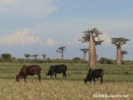 Postcard We live in Madagascar...