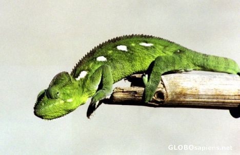 Green Chameleon