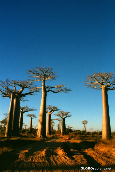Postcard Morondava - sun setting on Baobab Avenue