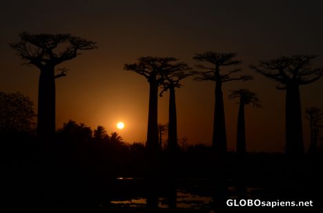 Postcard Morondava (MD) - Sunset with baobabs