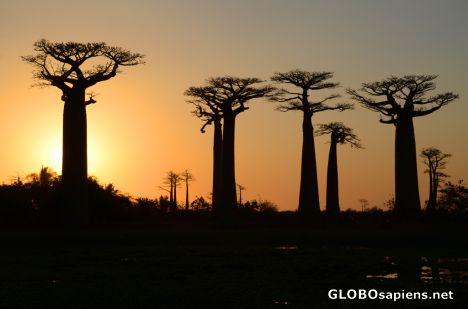 Postcard Morondava (MD) - Andansonia Grandidieri at sunset