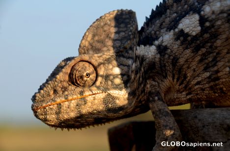 Postcard Morondava (MD) - a chameleon