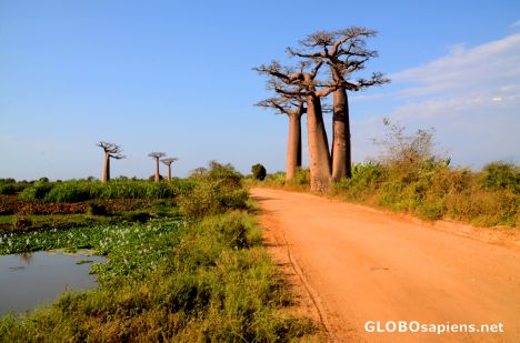 Postcard Morondava (MD) - a typical Malagasy landscape