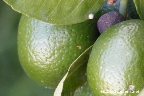 Postcard Lime