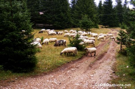 Postcard Sheep